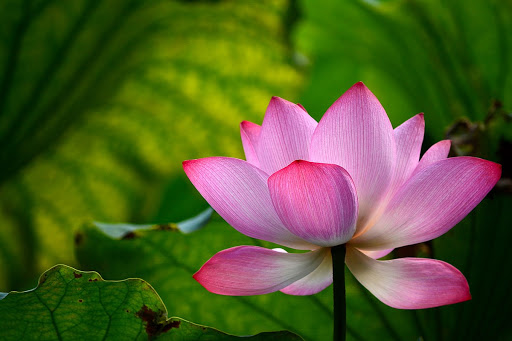 Quy luật nhân quả 3