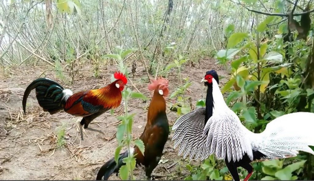 Săn gà và bài học trong giao dịch tài chính